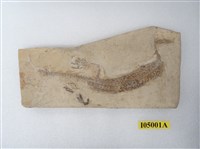 藏品(中龍化石)的圖片